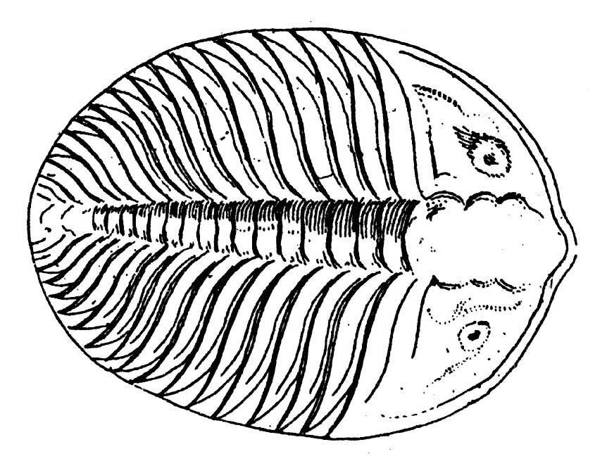 fossil drawing